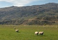 New Zealand Sheep Farm Royalty Free Stock Photo