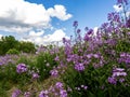 Landscape shot taken upwards through a field of purple wildflowers to the green trees and bright blue cloudy sky in the background Royalty Free Stock Photo