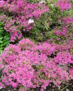 Beautiful and vibrant blooming satsuki azalea