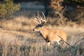 Landscape shot of whitetail deer Royalty Free Stock Photo