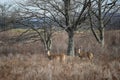 Landscape shot of a whitetail deer Royalty Free Stock Photo