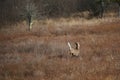 Landscape shot of a whitetail deer Royalty Free Stock Photo