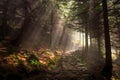Amazing Landscape showing beams of light shine through the trees in a forest, creating a magical and mystic atmosphere Royalty Free Stock Photo