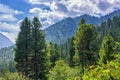 Landscape with Siberian pine trees