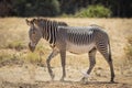 Landscape side view of full body Grevy`s Zebra walking in full sun in Samburu Kenya