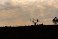 Landscape and silhouette of an evening end in the countryside 02