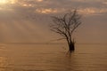 Landscape with Silhouette single tree reflection at sunset