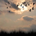 Landscape with silhouettes of grass and birds Royalty Free Stock Photo