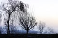 Landscape with silhouettes of leafless trees in a blue dawn.