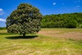 Landscape with single solitary blooming chestnut tree