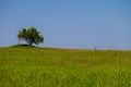Landscape with single tree on hill, green meadow and blue sky