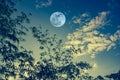 Sky with bright full moon over bamboo trees in the evening. Royalty Free Stock Photo