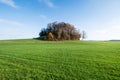 landscape small forest among the fields