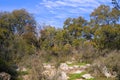 Landscape of small hill with oaks grove Kibbutz Kfar Glikson in HaNadiv valley in northwestern Israel.