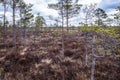 Landscape with small swamp meadows and brown bog hare, grass Royalty Free Stock Photo