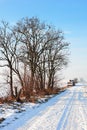 Landscape with snow covered field road and naked broadleaf trees between fields on the left side, round hay bales in background. Royalty Free Stock Photo