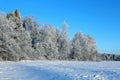 Landscape of snow-covered field and trees are spruce and birch