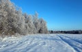 Landscape of snow-covered field and trees are spruce and birch