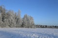 Landscape of snow-covered field and trees are spruce and birch