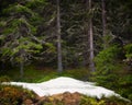 Landscape of Snow in forest in Romanian Carpathian mountains Royalty Free Stock Photo