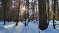 Landscape with snow forest and sun in winter or early spring day Royalty Free Stock Photo