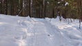 Landscape with snow forest and sun in winter or early spring day Royalty Free Stock Photo