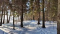 Landscape with snow forest and sun in winter or early spring day Royalty Free Stock Photo