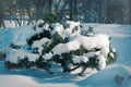 Landscape with snow and tree Royalty Free Stock Photo