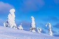 Landscape with snow and trees in winter time in Ruka, Finland Royalty Free Stock Photo