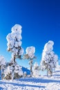 Landscape with snow and trees in winter time in Ruka, Finland Royalty Free Stock Photo