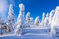 Landscape with snow and trees in winter time in Ruka, Finland Royalty Free Stock Photo
