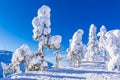 Landscape with snow in wintertime in Ruka, Finland Royalty Free Stock Photo