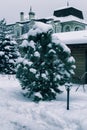 Landscape with snowbanks and pine tree in country garden.