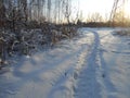 Snowy path between the plants.