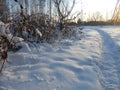 Snowy path between the plants.