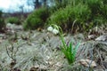 Landscape of snowdrops field in spring Royalty Free Stock Photo