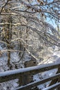 Winter creek with snow forest in frosty sunny day Royalty Free Stock Photo