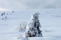 Landscape with snowy forest with frozen trees after snowfall. Winter landscape, wintry scene of frosty trees on snowy Royalty Free Stock Photo