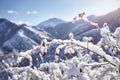 Landscape of snowy mountains and frozen tree branch Royalty Free Stock Photo