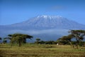 Landscape of the snowy peak of Mount Kilimanjaro covered with clouds under sunlight with a safari Royalty Free Stock Photo