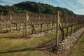 Rows of leafless vine trunks and branches