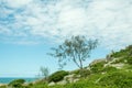 Landscape of some vegetation on a hil on an island