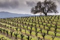 Landscape in Sonoma Valley at the beginning of spring, California Royalty Free Stock Photo