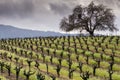 Vineyard in Sonoma Valley at the beginning of spring, California Royalty Free Stock Photo