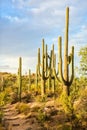 Landscape of the Sonoran Desert with Saguaro cacti, Saguaro National Park, southeastern Arizona, United States Royalty Free Stock Photo