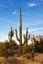 Landscape of the Sonoran Desert with Saguaro cacti, Saguaro National Park, southeastern Arizona, United States Royalty Free Stock Photo