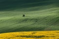 Landscape in Moravia in Central Europe with alders in backlight