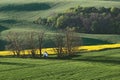Landscape in Moravia in Central Europe with alders in backlight