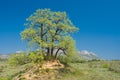 Landscape with splendid lonely oak on a hill