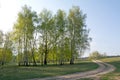 Spring birch forest and road Royalty Free Stock Photo